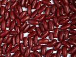 Фасоль Quality 3D beans from Kyrgyzstan - photo 1