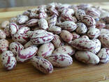 Фасоль Quality 3D beans from Kyrgyzstan - photo 5