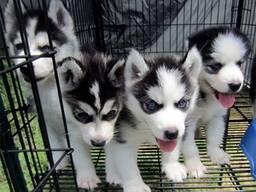 10 savaičių amžiaus Sibiro haskių