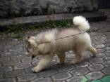 Alaskan Malanute puppies - фото 1