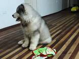 Alaskan Malanute puppies - фото 2