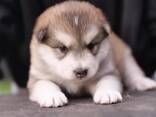 Alaskan Malanute puppies - фото 3