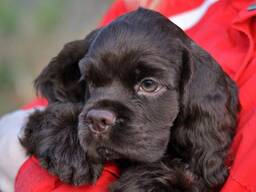 American Cocker Spaniel puppies