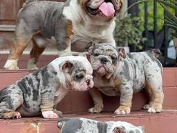 Anglų buldogų šuniukai