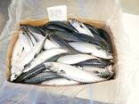Atlantic Mackerel Атлантическая Скумбрия 400/600 ящик 20кг - фото 1