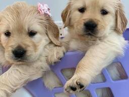 Auksaspalvių retriverių šuniukai