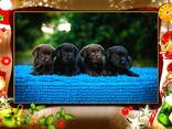 Aukštos kokybės labradoro retriverių šuniukai - photo 1