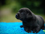 Aukštos kokybės labradoro retriverių šuniukai - фото 11