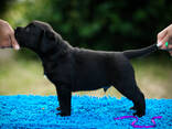 Aukštos kokybės labradoro retriverių šuniukai - photo 15