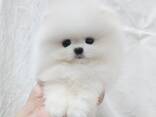 Aukštos kokybės Pomeranijos šuniukai - фото 2