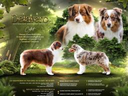 Australian shepherd puppy