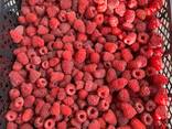 Bendradarbiavimas. Šaldytos uogos iš Baltarusijos 2025 m. - photo 2