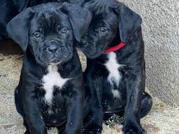 Cane Corso puppies