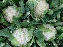 CAULIFLOWER