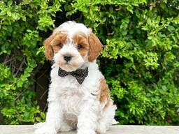 Cavapoo puppies