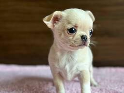 Chihuahua puppies