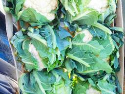 Цветная капуста (производство Польша)