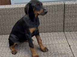 Dobermanų šuniukai | Registruoti „Kennel Club“.
