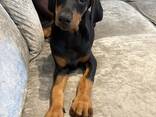 Dobermanų šuniukai | Registruoti „Kennel Club“. - фото 1