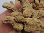 Dry Whole Ginger from Vietnam - фото 1