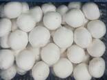 Fresh quality champignons from Poland - фото 3