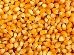 Gmo yellow maize