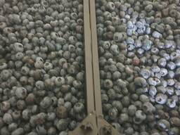 Голубика (производство Польша)