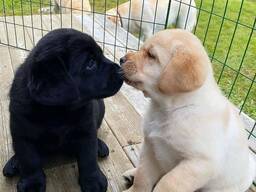 Graži geltona labradoro retriverė. Ji paskiepyta visais įmanomais