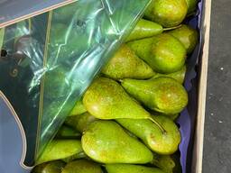 Kriaušių konferencija, Lucas, Ksenia