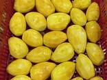 IQF Mango - фото 1