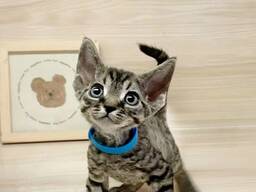 Išskirtiniai Devono Rekso kačiukai pasiruošę naujiems namams