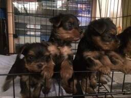 Jorkšyro terjerų šuniukai, 10 savaičių amžiaus