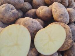 Картофель на экспорт