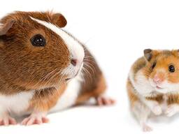 Pet services. Kate