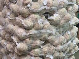 Корень сельдерея