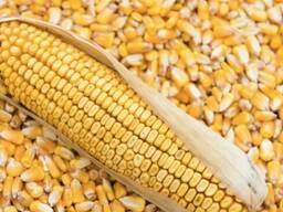 Кукуруза фуражная 2020