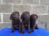 Labrador Retriever Puppies - фото 2