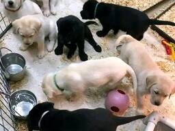 Labrador retrievers