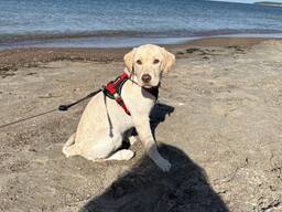 Лабрадор ретривер