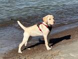 Лабрадор ретривер - photo 3