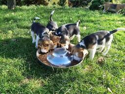 Laisvi storagalviai biglių šuniukai