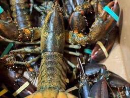 Lobsters