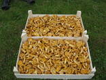 LT forest mushrooms chanterelles - photo 5