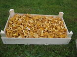 LT forest mushrooms chanterelles - photo 6