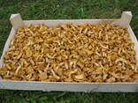 LT forest mushrooms chanterelles - photo 8