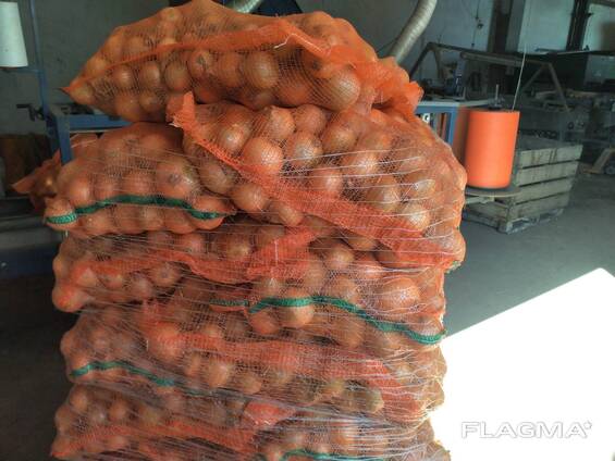 Лук репчатый производство Польша