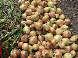Лук репчатый свежий 2023