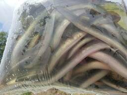 Мальки для зарыбления, Угорь