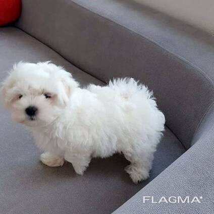 Maltese puppies