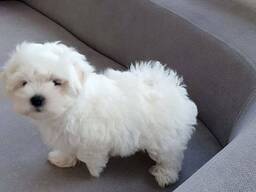 Maltese puppies